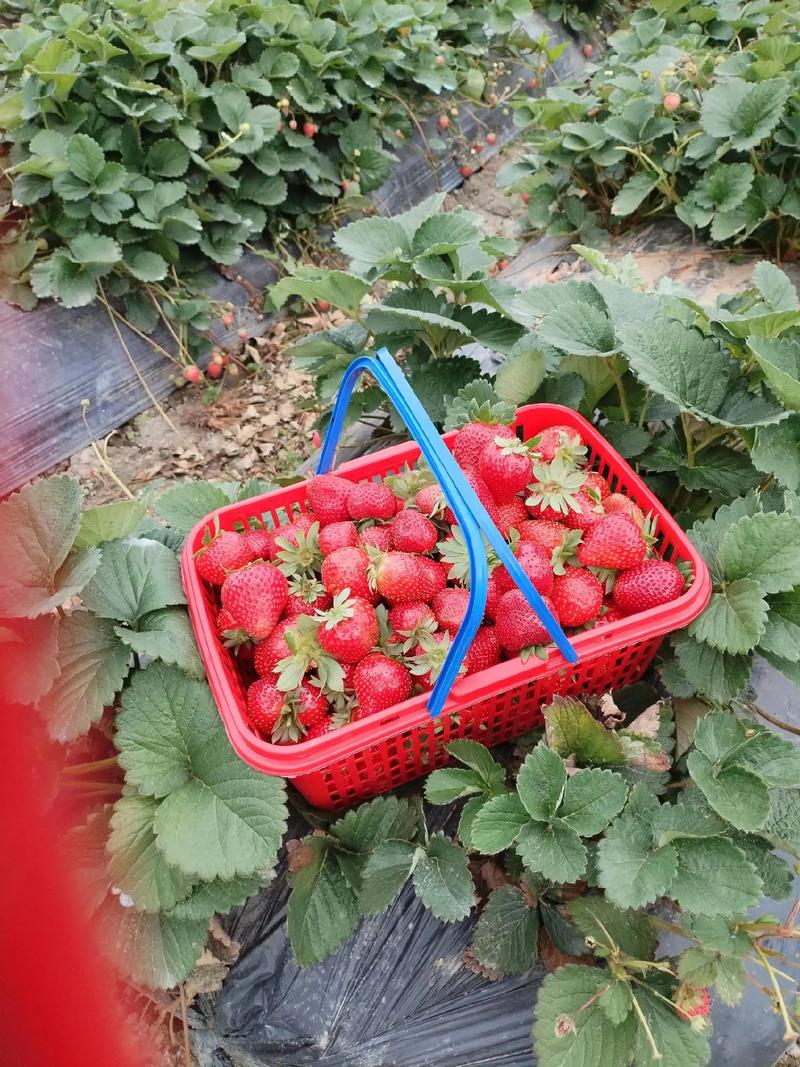 草莓哪个季节的（草莓季最佳采摘时间盘点）