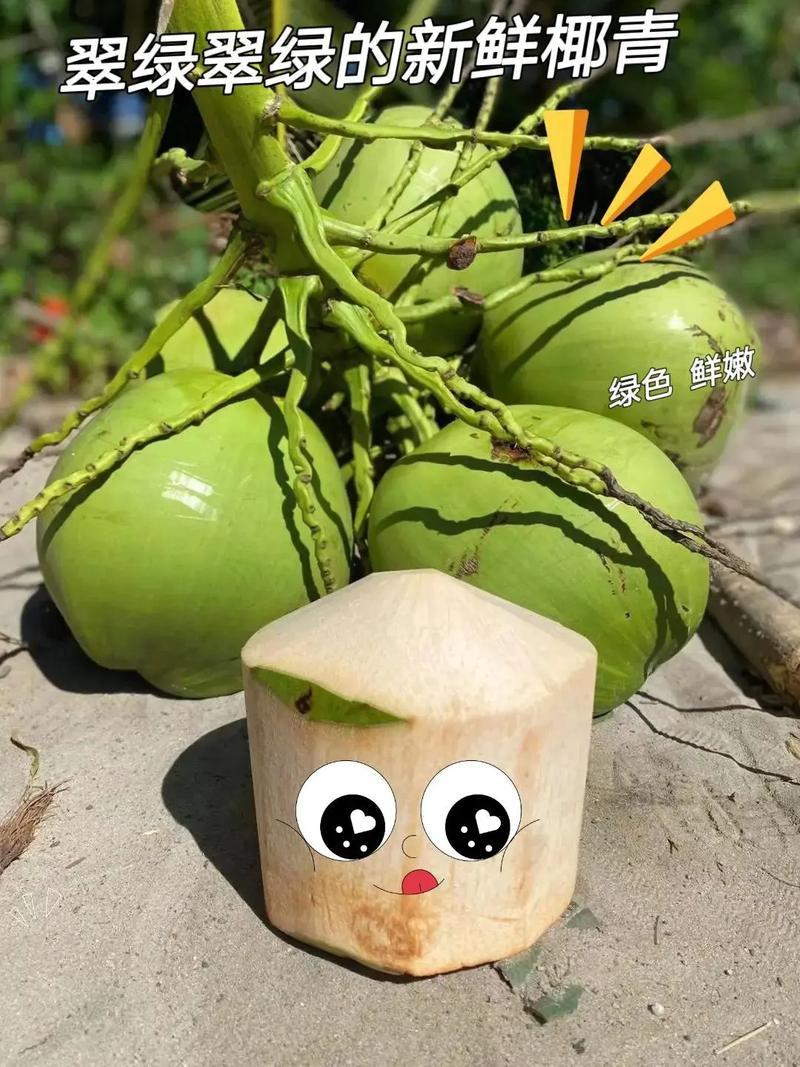 椰子是什么季节的水果？（椰子：全年皆可享用的热带水果）