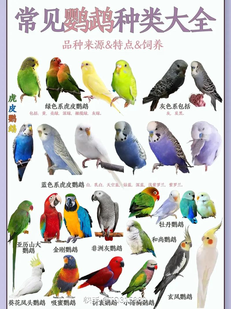 金丝牡丹鹦鹉（金丝牡丹鹦鹉：珍贵品种详细介绍）