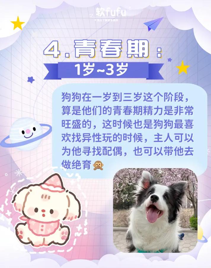 狗的进化过程（狗的进化历程揭秘）